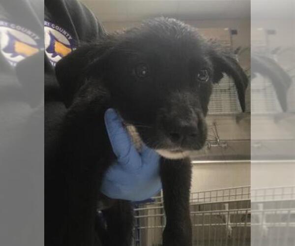 Medium Photo #1 Labrador Retriever-Unknown Mix Puppy For Sale in Conroe, TX, USA