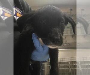 Labrador Retriever-Unknown Mix Dogs for adoption in Conroe, TX, USA