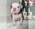 Small Photo #3 English Bulldog Puppy For Sale in JOHNS ISLAND, SC, USA