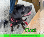 Small #8 Rottweiler-American Pit Bull Terrier