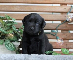 Labrador Retriever Puppy for sale in HYDE PARK, VT, USA