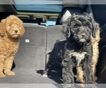 Small Photo #17 Goldendoodle-Poodle (Standard) Mix Puppy For Sale in DETROIT, MI, USA