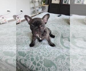 French Bulldog Puppy for sale in JOLIET, IL, USA