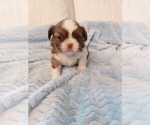 Shih Tzu Puppy for Sale in BUFFALO, New York USA