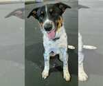 Small Border Collie Mix