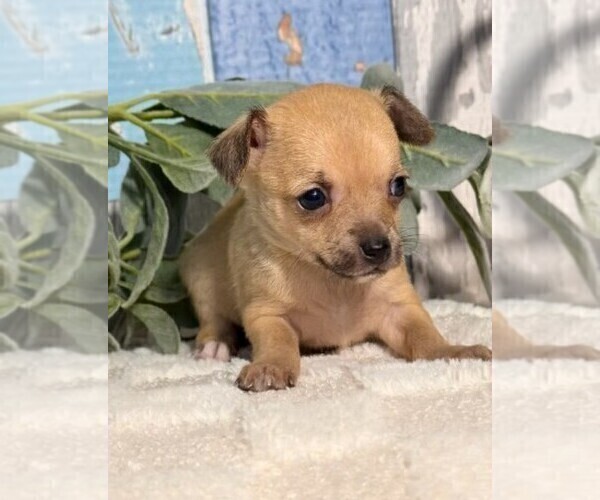 Medium Photo #8 Chihuahua Puppy For Sale in JACKSONVILLE, FL, USA
