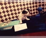 Puppy 2 Yorkshire Terrier