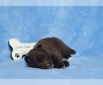Small Photo #28 Pomsky Puppy For Sale in RAMONA, CA, USA