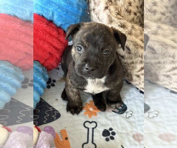 Medium Photo #3 French Bulldog-Unknown Mix Puppy For Sale in St. Louis Park, MN, USA