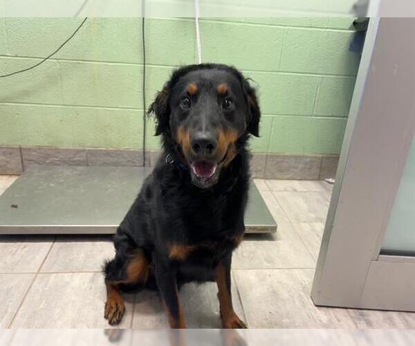 Medium Photo #1 Rottweiler-Unknown Mix Puppy For Sale in Grand Prairie, TX, USA