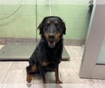 FABIO - Male Rottweiler-Unknown Mix Dog for Adoption - Small photo