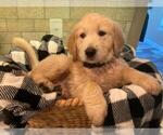 Small Photo #9 Golden Retriever Puppy For Sale in LITTLE FLOCK, AR, USA