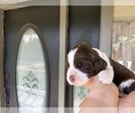 Small #3 English Springer Spaniel