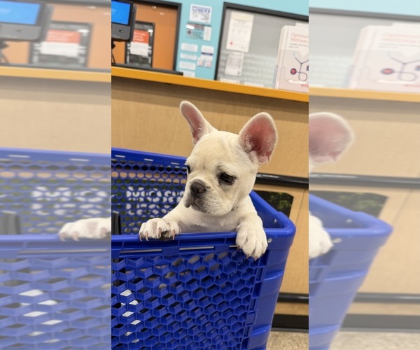 Medium Photo #1 French Bulldog Puppy For Sale in TAMPA, FL, USA
