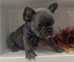 Small Photo #4 French Bulldog Puppy For Sale in SLIDELL, LA, USA