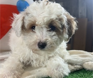 Poodle (Toy) Puppy for sale in CANOGA, NY, USA