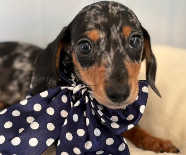 Medium Photo #1 Dachshund Puppy For Sale in CENTER HILL, FL, USA