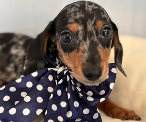 Dachshund Puppy for sale in CENTER HILL, FL, USA