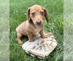 Small #3 Dachshund