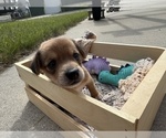 Puppy Princess Beagle-Shiba Inu Mix