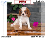 Puppy 2 Cavalier King Charles Spaniel