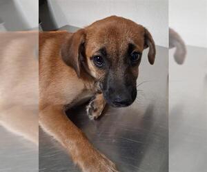 Chihuahua Dogs for adoption in Bakersfield, CA, USA