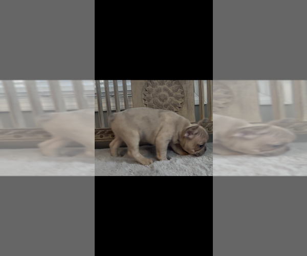 Medium Photo #5 French Bulldog Puppy For Sale in NORTH VERNON, IN, USA