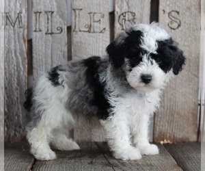 Poodle (Miniature) Puppy for sale in FREDERICKSBURG, OH, USA