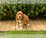 Small #11 Cocker Spaniel