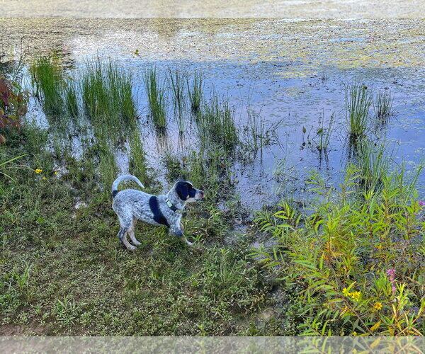 Medium Photo #3 Mutt Puppy For Sale in Garden City, NY, USA