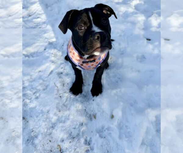 Medium Photo #6 Mutt Puppy For Sale in Princeton, MN, USA