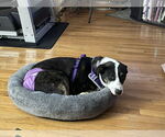 Small #1 Mountain Cur Mix