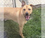 Small Black Mouth Cur-Labrador Retriever Mix