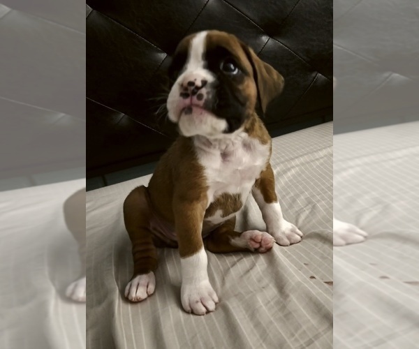 Medium Photo #17 Boxer Puppy For Sale in GALLOWAY, NJ, USA
