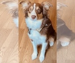 Small Photo #1 Miniature Australian Shepherd Puppy For Sale in ESCALON, CA, USA
