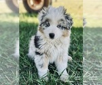 Puppy Callie Miniature Australian Shepherd