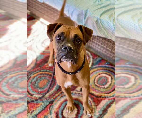 Medium Photo #2 Boxer Puppy For Sale in Austin, TX, USA
