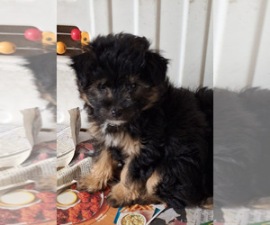 Pom-A-Poo Puppy for sale in SPOTSYLVANIA, VA, USA