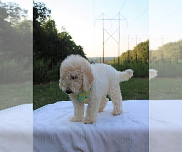 Medium Photo #6 Goldendoodle Puppy For Sale in TIMBERLAKE, NC, USA