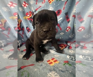 Medium Cane Corso
