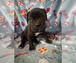 Puppy Puppy 1 Cane Corso