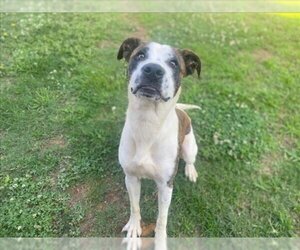 American Bulldog-Unknown Mix Dogs for adoption in Grovetown, GA, USA