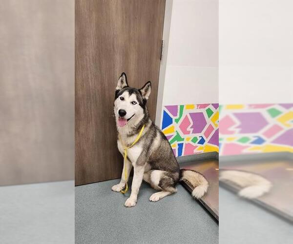 Medium Photo #1 Siberian Husky Puppy For Sale in Baytown, TX, USA