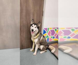 Siberian Husky Dogs for adoption in Baytown, TX, USA