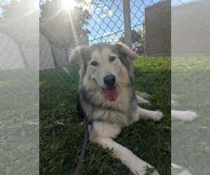 Great Pyrenees Dogs for adoption in Bountiful, UT, USA