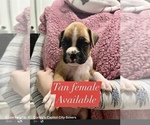 Small Photo #9 Boxer Puppy For Sale in CITRUS HEIGHTS, CA, USA