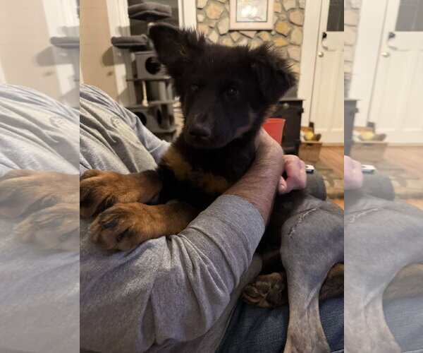 Medium Photo #8 German Shepherd Dog Puppy For Sale in McDonough, GA, USA