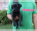 Small #7 America Bandogge Mastiff