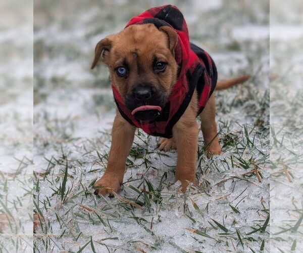 Medium Photo #1 Mutt Puppy For Sale in Holly Springs, NC, USA