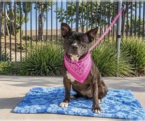 Mutt Dogs for adoption in Orange, CA, USA